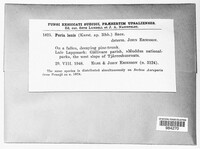 Poria lenis image